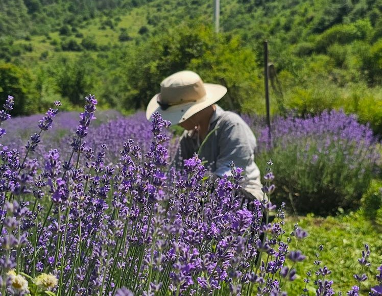 2024-08-01
車臣第一個薰衣草農場 ...

當我們種植山薰衣草時，
山鷹在我們頭頂...